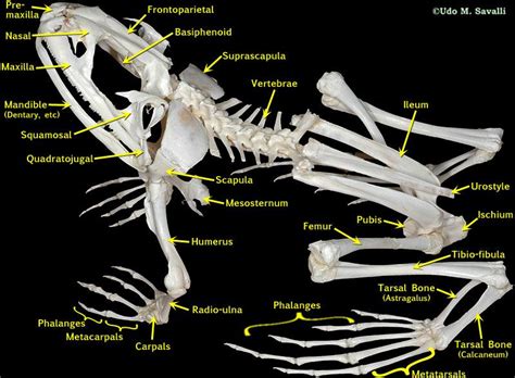 動物骨骼|图说骨骼系统(Skeletal system)·脊椎动物